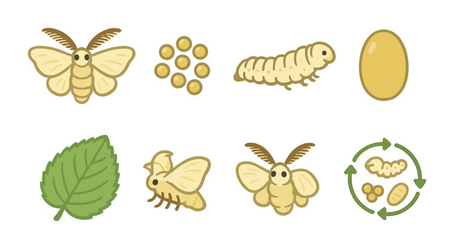 Silk Moth Life Cycle. Flat vector mini-illustrations silk moth life cycle in colors children's illustrations: