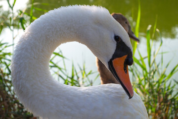 Close-up shot of a swan gracefully curving its neck near a pond, showcasing its elegant features...