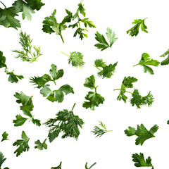 Rotating Top-Down View of Mixed Fresh Green Herbs &ndash; Parsley, Dill, Cilantro