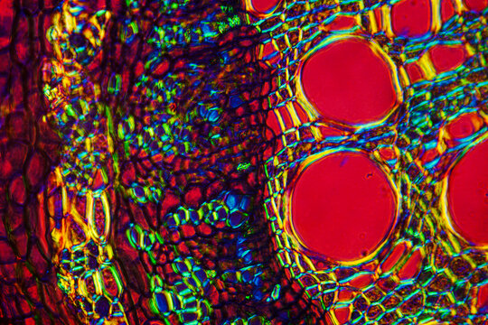 micrograph of Herba Abrus plant cells