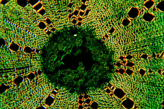 micrograph of Herba Abrus plant cells