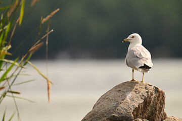A Ring-billed gull stands perched on a rock along the shore of a lake