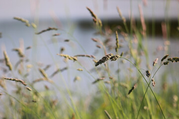 Wild Meadow Grass (Timothy Grass, Phleum Pratense) Growing On The Shore Of A Lake Or River. Calm And Serene Summer Nature Background.