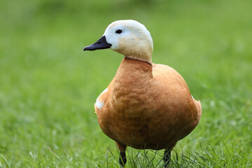 Close Up Portrait Of A Ruddy Shelduck (Tadorna Ferruginea) Standing In A Green Grassy Field. Waterfowl Bird On Land.