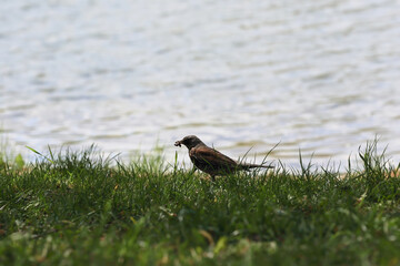 A Small Brown Bird, Possibly A Reed Bunting, Standing In The Grass By The Water With A Grub Or Caterpillar In Its Beak. Wildlife Foraging Scene.