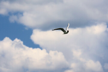 A Black-Headed Gull (Chroicocephalus Ridibundus) In Summer Plumage, Flying Gracefully Against A Blue Sky With White Cumulus Clouds.