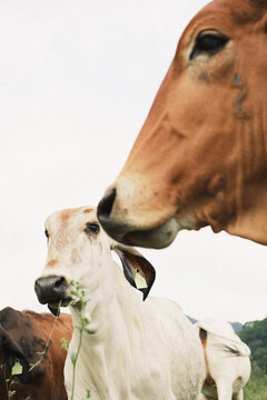 Foreground Cow Partially Frames Sophia