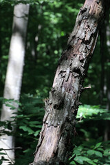 A Dead Tree Trunk Standing In A Sunlit Forest, With Bark Peeling Off To Reveal The Bare Wood. Vertical Shot With Blurred Background.
