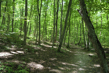 Obraz premium A Dirt Path Winding Through A Bright Green Deciduous Forest On A Sunny Summer Day. Trees Cast Shadows On The Ground. Hiking And Nature Walk.