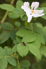 An Ichneumon Wasp With Long Antennae On A Green Leaf Below A Damaged White Wild Rose Flower. Macro Insect Photography In A Garden. Vertical.