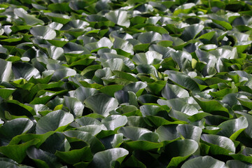 A Dense Carpet Of Green Water Lily (Nymphaea) Pads Covering The Surface Of A Pond. Natural Abstract Background And Texture.