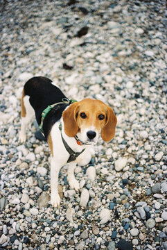 Beagle dog standing on pebbled ground