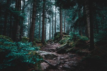 Obraz premium A path winds through a dense, misty forest.