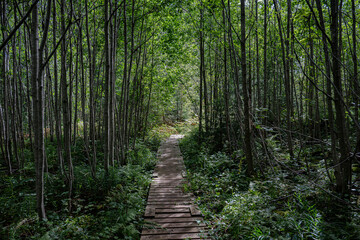 Wooden Boardwalk Through Lush Forest, Oslo, Norway – Summer Nature Trail