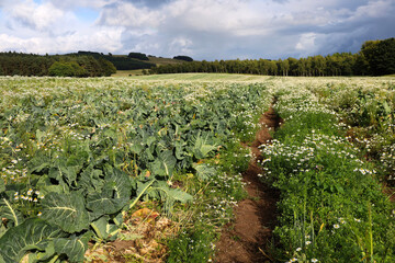 View of a cauliflower field in Scotland, UK