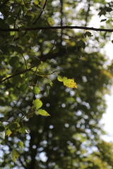 green leaves in the forest