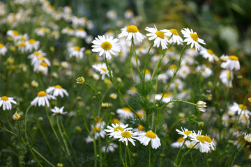 Ox eye daisy blooming in a field in Scotland, UK
