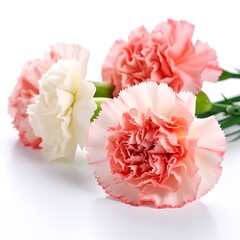 Delicate pink and white carnations