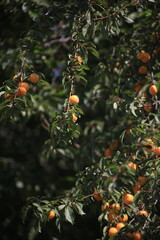 orange tree with fruits