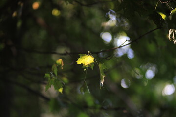 yellow flower in the sun