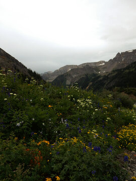 mountain landscape in the summer