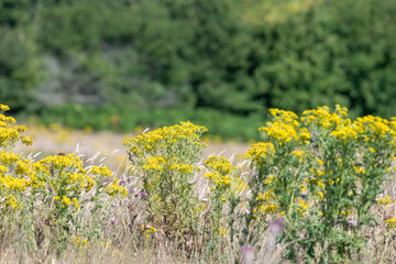 Close up of common ragwort (jacobaea vulgaris) flowers in bloom