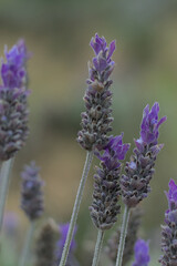 Obraz premium close up of lavender flowers