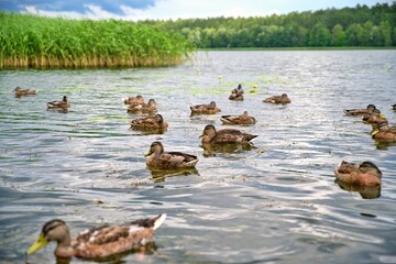 Ducks swimming on a lake in the town of Gołdap.