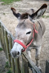 A tame donkey in the pen.