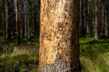 Bark beetle tracks on a tree.Signs of damage to the bark of a tree by a beetle.The death of the green forest.
