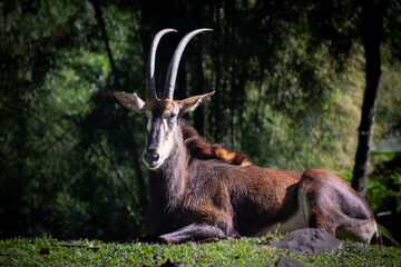 A sable antelope (hippotragus niger) is relaxing under the warmth of the morning sun with a bokeh natural background.