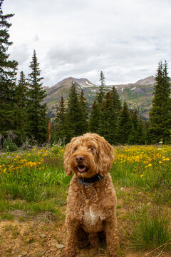 dog on the mountain