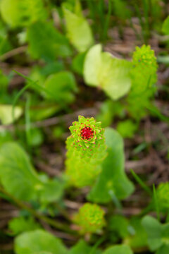 flower in the alps