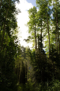forest in the morning