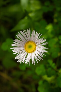 white daisy flower close up