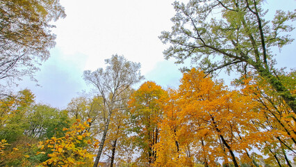 Vibrant autumn foliage with golden and orange leaves against a cloudy sky, showcasing the beauty of nature and seasonal change in a serene forest environment