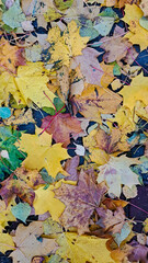 Colorful autumn leaves scattered on the ground, showcasing a vibrant mix of yellow, orange, and green hues, creating a beautiful natural carpet in a serene outdoor setting