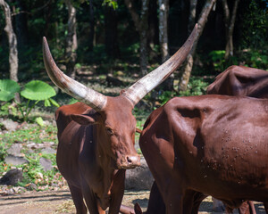 Close-up view of Ankole cattle with huge, curved horns in a protected habitat, surrounded by green...