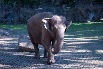 Tranquil Asian elephant moving forward with its trunk lowered in a conservation area in East Java, Indonesia