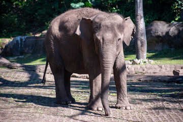 Fototapeta premium Tranquil Asian elephant moving forward with its trunk lowered in a conservation area in East Java, Indonesia