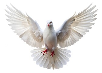 Obraz premium A white dove with its wings spread wide, flying gracefully isolated on a white background, symbolizing peace and hope