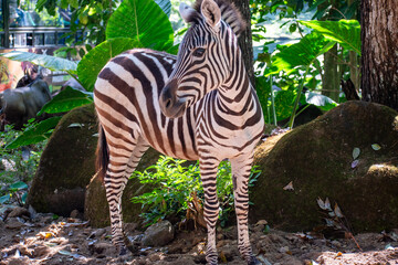 A beautiful juvenile zebra standing in natural habitat setting with rocks and green lush foliage in the background.