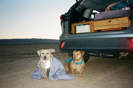 flash portrait dogs camper