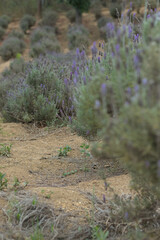 wild flowers in the forest