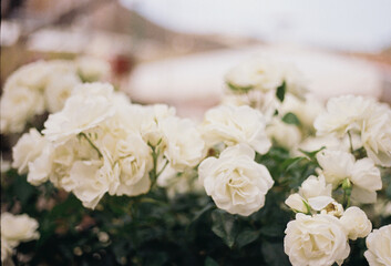 White Roses Blooming in a Garden During a Sunny Day