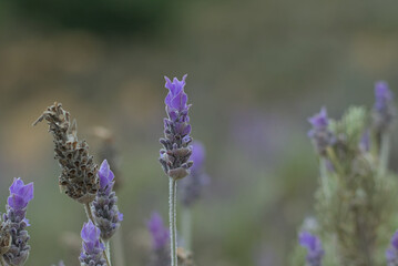 close up of lavender flower