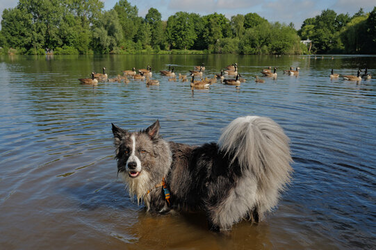 Dog Walking - Ducks Swim at Lake