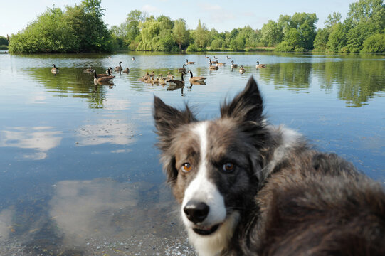Border Collie Enjoying a Peaceful Moment by the Lake With Geese