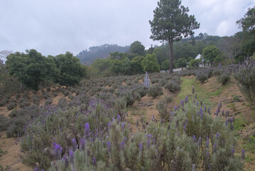 lavender field in provence france
