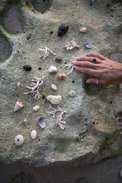 Discovering Seashells on a Sandy Beach